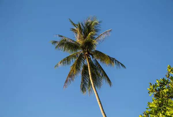 空を背景にココナッツのヤシの木。夏の休暇バナー テンプレート テキスト. — ストック写真
