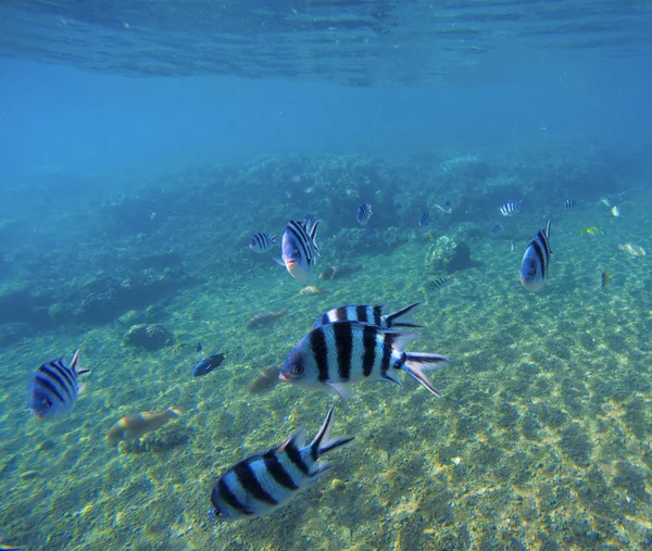 Paesaggio sottomarino con pesci esotici Dascillus. Acqua di mare e fondo sabbioso blu . — Foto Stock