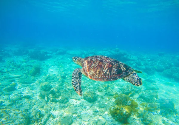 Wild turtle swimming underwater in blue tropical sea. Underwater photo with tortoise.