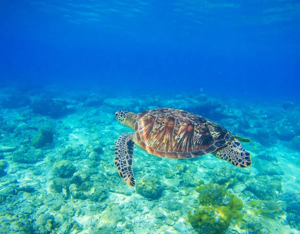 Vahşi deniz kaplumbağası suya. Tropic gölünde snorkeling. Mavi tropikal deniz okyanus hayvan. — Stok fotoğraf