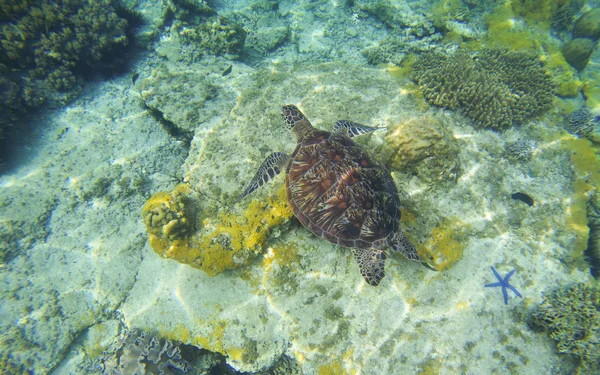 Żółw morski w przejrzyste wody. Nurkowanie z rurką i nurkowania z tortoise. — Zdjęcie stockowe