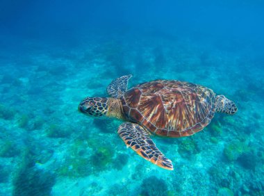 Su kaplumbağası. Mavi su yüzme deniz kaplumbağası. Deniz kaplumbağa dalış fotoğraf.