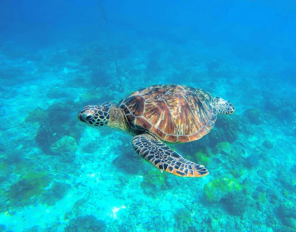 Wild turtle swimming underwater in blue tropical sea.