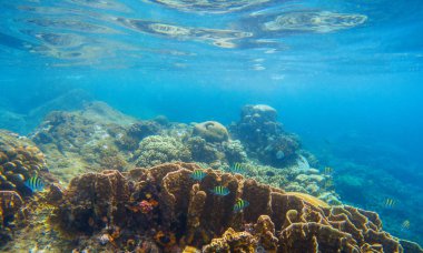 Sualtı sahne mercan ve tropikal balıklar. Deniz fauna mavi deniz manzaralı
