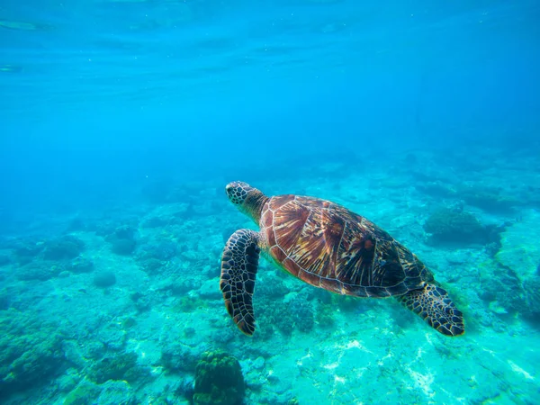 Yeşil Kaplumbağa Hawaii deniz suyu içinde yüzme. Deniz kaplumbağası vahşi doğada. — Stok fotoğraf