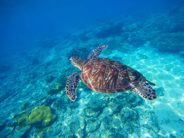 Vahşi kaplumbağa yüzme sualtı tropikal deniz mavi. Kaplumbağa ile sualtı fotoğraf. — Stok fotoğraf