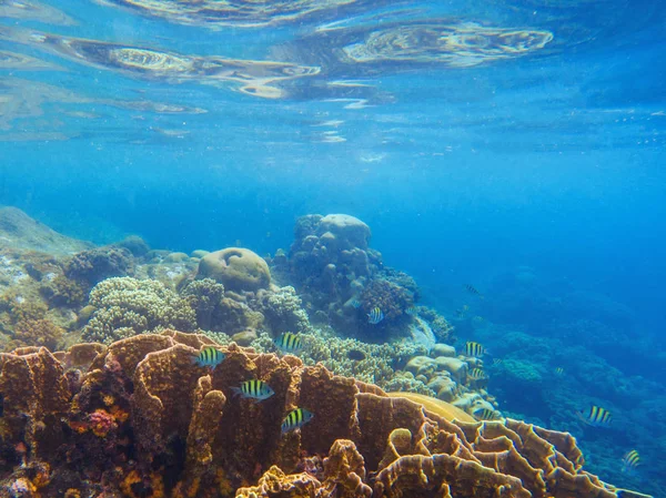 Paisaje costero con arrecife de coral y peces tropicales. Vista al mar azul con fauna marina . — Foto de Stock