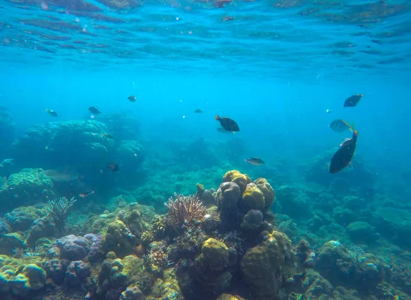 Escena submarina con animales marinos. Exóticos corales y peces de la costa . — Foto de Stock