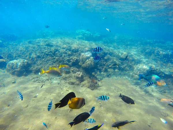 Escena de arrecife de coral con coloridos peces tropicales. Agua de mar azul con rayos de sol — Foto de Stock