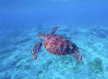 Yeşil Kaplumbağa deniz suyu seabottom arka plan ile. Vahşi hayvan okyanus sualtı fotoğrafçılığı.