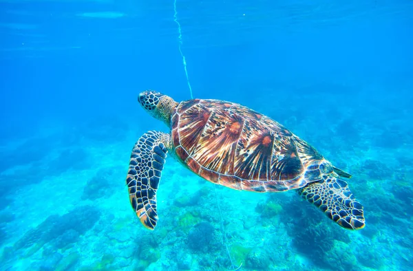 Sea turtle in water. Green turtle swimming in deep blue sea.