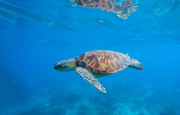 Su kaplumbağası. Kaplumbağa ile sualtı fotoğraf. — Stok fotoğraf