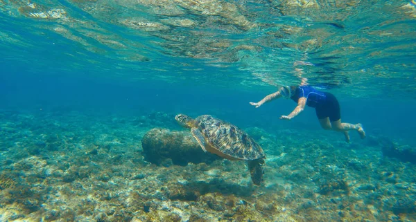 Woman swimming with sea turtle. Tropical island vacation sport activity.