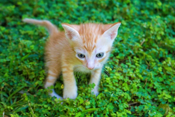 Small red kitten in green grass. Outdoor life of domestic cat — Stock Photo, Image