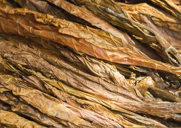 Golden tobacco leaves.