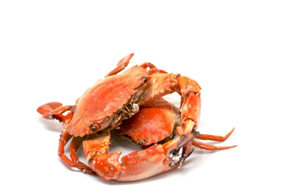 Rode krab op witte achtergrond. Gekookt zee krabvlees op witte achtergrond. — Stockfoto