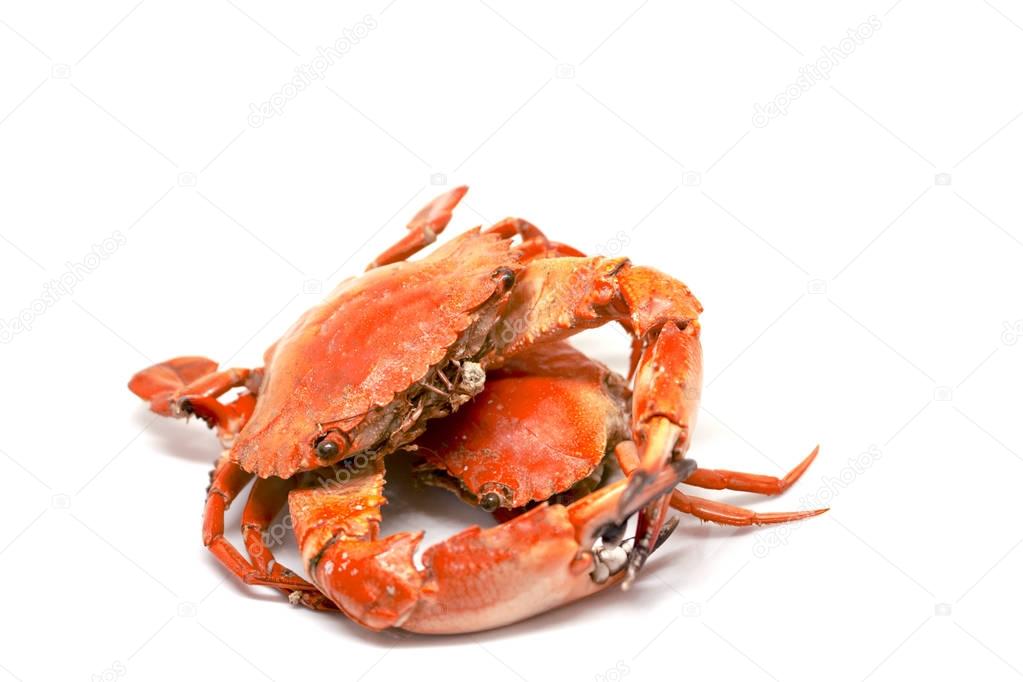 Red crab on white background. Cooked sea crab meat on white background.