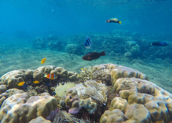 Подводный пейзаж с тропическими рыбами. Пейзаж кораллового рифа с жёлтыми и чёрными рыбами
