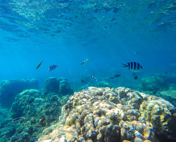 Korallenriff mit tropischen Fischen unter Wasser. Fischsilhouetten unter Wasser Foto. — Stockfoto