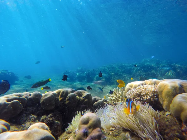 Korallenrifflandschaft mit farbenfrohen tropischen Fischen. blaues Meerwasser mit Sonnenstrahlen. — Stockfoto