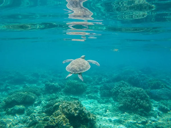 Sea turtle in water of tropic sanctuary. Green turtle in sea water.