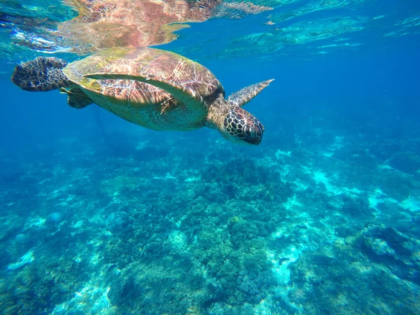 Diving sea turtle in blue water. Green sea tortoise close photo.