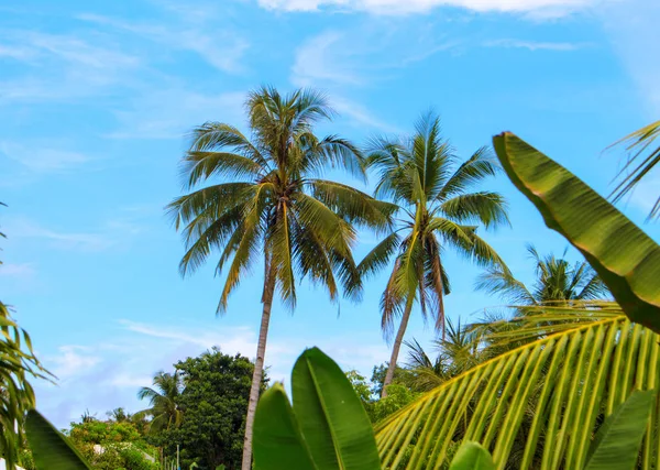 Palm tree garden on cloudy blue sky travel banner template