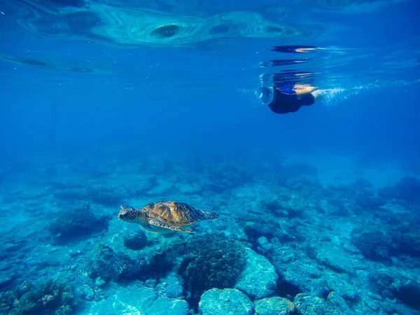 Green turtle with swimming woman in full face mask and snorkeling wear. — Stock Photo, Image