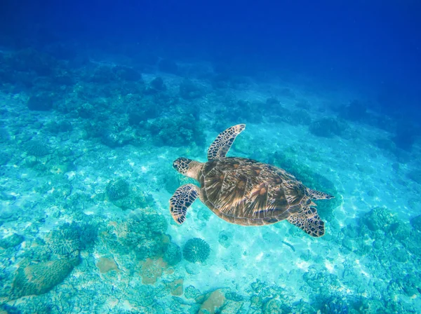 Deniz hayvan ve bitkiler. Oceanic çevre sualtı fotoğraf. — Stok fotoğraf