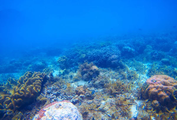 Підводний пейзаж з кораловим рифом. Тропічна морська екосистема . — стокове фото