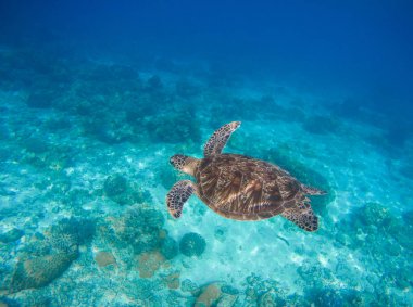 Deniz hayvanlar ve bitkiler. Oceanic çevre sualtı fotoğraf. Deniz dibinde kum ve mercan resif oluşumu ile birlikte