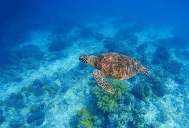 Su kaplumbağası. Egzotik ada okyanus deniz göl ortamında.