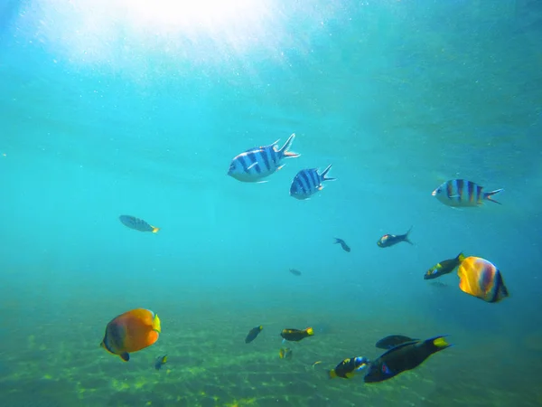 Unterwasserlandschaft mit tropischen Fischen. Meerwasser in der Nähe exotischer Inseln mit Meeresbewohnern. — Stockfoto