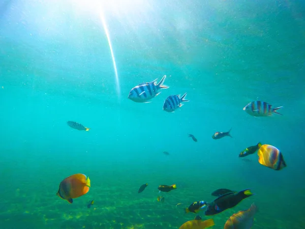 Paysage sous-marin avec poissons tropicaux. Scène sous-marine ensoleillée avec des poissons coralliens . — Photo