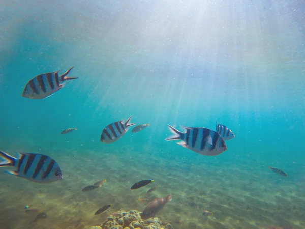 Tropische Fischsergeant in flachem Wasser unter Sonnenlicht. Unterwasserfoto mit Korallenfischkolonie. — Stockfoto