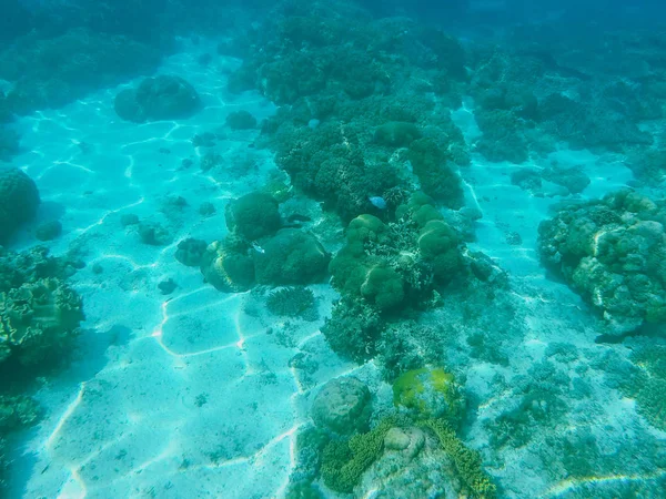 Animales marinos y plantas. Ambiente oceánico foto submarina . — Foto de Stock
