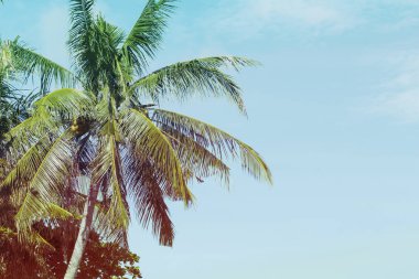 Palmiye ağacı taç gökyüzü arka plan üzerinde. Üzerinde mavi gökyüzü palmiye yaprakları.