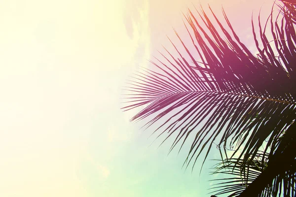 Palm tree leaves on sky background. Palm leaf over sky. Pink and yellow toned photo. — Stock Photo, Image