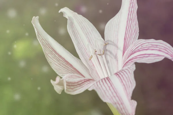 발 적으로 흰색과 핑크 릴리 톤 사진입니다. 햇빛에 신선한 백합 꽃. — 스톡 사진