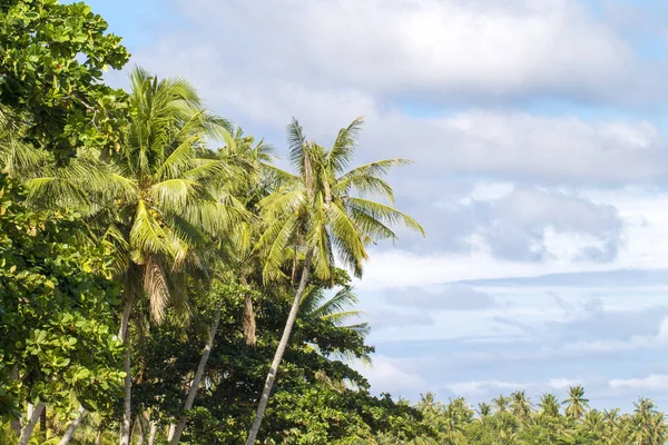 Trópusi táj pálmafa és a felhős ég. Kültéri utazás egzotikus helyen. — Stock Fotó