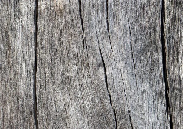 Rustic wooden texture closeup photo. Cold grey wood background. — Stock Photo, Image