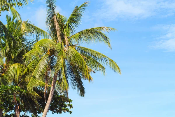 Paisaje tropical con palmera. Isla exótica foto de fondo . — Foto de Stock