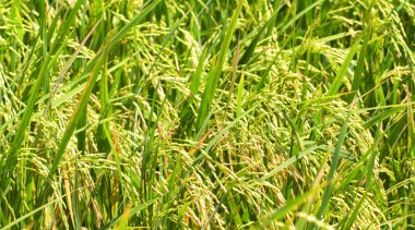 Pirinç alanları closeup fotoğraf pirinç koçanı ve kök. Pirinç tesisi yakın çekim.