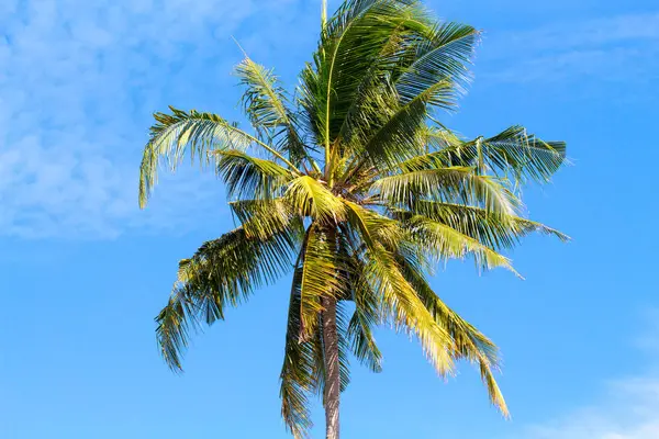 Jediné palm tree top obloze. Slunečný den v tropickém ostrově. Exotická příroda krajina. — Stock fotografie