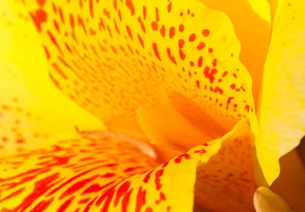 Gelbe tropische Blume mit roten Punkten in der Mitte. Canna Lilie Staubblätter und Blütenblätter Makrofoto. — Stockfoto