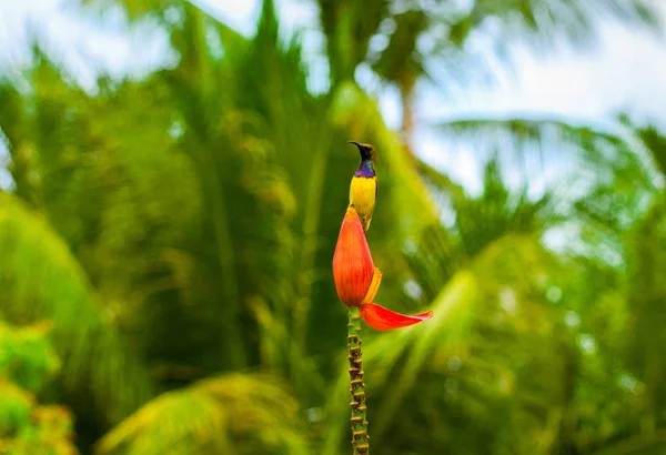 バナナの花のクローズ アップに熱帯性の鳥。エキゾチックな植物のオリーブ バック サンバード. — ストック写真