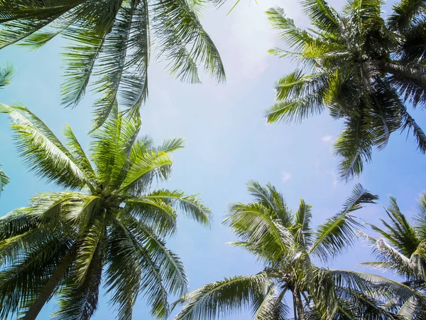 Palm v korunách se zelenými listy na pozadí slunečné oblohy. Světle modře tónovaný fotografie. — Stock fotografie
