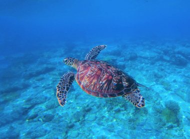Sea turtle in water. Swimming sea turtle in blue water. Sea tortoise snorkeling photo. clipart