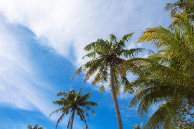 Palmiye ağacı ve bulutlu gökyüzü tropik ada fotoğraf. Güneşli egzotik yaz kartı