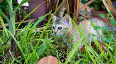 Bahçede yürüyen küçük bir yavru kedi. Genç kedi keşfetmek yaz çayır.